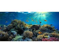 MIRRORANG 91x41cm Fond d'aquarium en Vinyle Durable Corail Poisson Tropical Fond de réservoir de Poissons du Monde sous-Marin