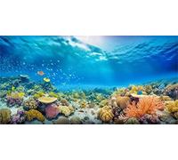 MIRRORANG 91x41cm Fond d'aquarium sous-Marin récif de Corail de mer Bleu Fond d'aquarium du Monde sous-Marin