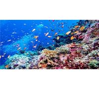 MIRRORANG 91x41cm Fond d'aquarium undsersea coloré Corail Poisson Tropical Monde sous-Marin Fond de réservoir de Poissons Fond de Vinyle Durable