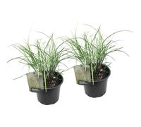 Miscanthus gracilimus herbe - 2