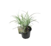 Miscanthus gracilimus herbe ornementale