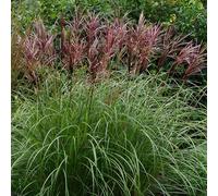 Miscanthus Red Chief - Herbe de la Pampa Décorative - Plante Ornementale Vivace pour Jardin Extérieur