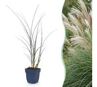 Miscanthus sin. Gracillimus - Herbe de Pampus - À panicules - Vert - 12 plants - 15-25cm - Ø11cm - Plante de jardin