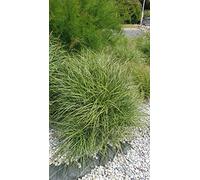 Miscanthus sinensis 'Adagio' / Roseau de Chine/Conteneur de 2 à 2.9 litres