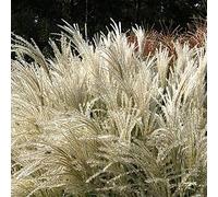 Miscanthus Sinensis Lot de 6 pots de fleurs pour fontane 9 x 9 cm