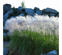 Miscanthus sinensis Memory 2L - Une variété merveilleuse à croissance rapide