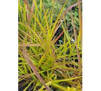 Miscanthus sinensis 'Purpurascens' / Roseau de Chine/Godet/Graminée
