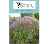 Miscanthus sinensis, roseau de Chine- vivace, graminées ornementale