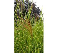 Miscanthus sinensis 'Strictus' / Roseau de Chine tachetées de jaune/Conteneur de 2 à 2.9 litres