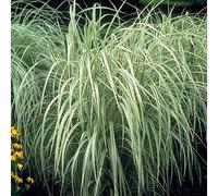 Miscanthus Sinensis Variegatus - Eulalie; roseau de chine godet 9cm x 9cm