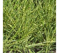 Miscanthus Zebrinus - Herbe Zébrée - Graminée Ornementale Vivace pour Jardin Extérieur Prête à Planter