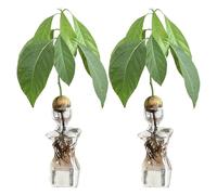 MISNODE 2 PCS Vase de Graines D'Avocat, Vase en Verre de Démarrage de Graines D'Avocat, Vase D'ingrédients de Culture D'Avocat pour Le Jardinage de Semences, Pot de Fleurs de