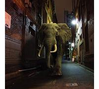 Misty Conditions - D'zzzz [Import]