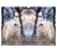 Mit doppelter Power durch das Jahr (Wandkalender 2026 DIN A3 quer), CALVENDO Monatskalender: Mein Islandhund Djarfur im "Doppelpack".