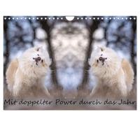 Mit doppelter Power durch das Jahr (Wandkalender 2026 DIN A4 quer), CALVENDO Monatskalender: Mein Islandhund Djarfur im "Doppelpack".