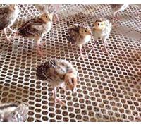 Mitef Filet de Sécurité Léger en Grillage de Poulet en Plastique Filet de Protection Balcon,Ouverture:0.8cm(0.31"),Blanc,Taille： W3.2'xL9.8'(1mx3m)