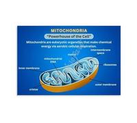 Mitochondria Chart Metal Tin Sign Cell Biology Educational Poster Vintage Wall Art for Science Classroom Home Office Study Decor (8 X 12 inch)
