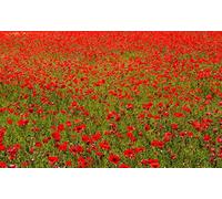 MIWEI Wallpaper Papier Peint Panoramique Eau De Montagne Rouge Hanada Papier Peint Intissé 3D Tapisserie Decoration Chambre Salon Murale -KX34738, 430x300cm