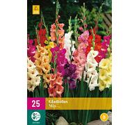 Mix de 25 bulbes de GLAÏEUL