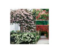 Mix de 8 plantes grimpantes