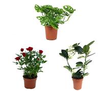 Mix Plant Indoor- PAck 3 plantes d'intérieur naturelles (P-4: Monstera + Jazmin + Rosal Mini Rojo)