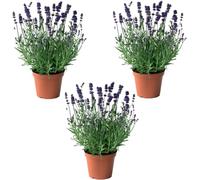 Mix Plant Indoor- PAck 3 plantes d'intérieur naturelles (P-5: Pack 3 Lavande Naturelle)
