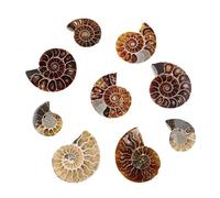 MIXIUJIEN Lot de 12 pièces de coquillage d'ammonite naturelle de Madagascar - Spécimen de coquille spirale de calcite préhistorique, fossile décoratif unique, One Size, Sans pierre précieuse