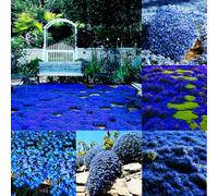 Mixrug Graines de thym laineux bleu, 20001 + graines de thym rampantes bleues, couvre-sol, tolérantes à la sécheresse, bordures de thym sans OGM, tapis gris résistant aux cerfs anciens entre les