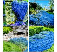 Mixrug Plus de 15 000 graines de thym rampantes bleues, graines de thym laineux bleu sans OGM, couverture de sol tolérante à la sécheresse, graines de thym gris argenté pour entre les pierres et les