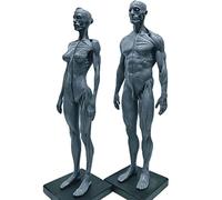 MIZHENG Femme Homme Modèle Musculaire Anatomique Humain, D'anatomie Figure Corps Humain Musculo-squelettique Modèle Anatomique Art Croquis Peinture Sculpture pour Artiste Dessin étude Médical 30 cm