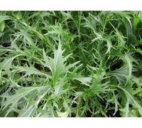 Mizuna, Chou salade japonais - vert
