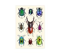 MJKO Collection of Rare Beetles Poster sur toile pour chambre à coucher, paysage sportif, décoration de bureau, chambre, cadeau sans cadre, 50 x 75 cm
