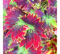 Mkiij-Lot De 100 Graines De Coleus Faciles ? Survivre, Embellissement Color?, Graines De Bonsa? Vivaces Pour La Maison, La Cour, Pour Faire Pousser Vos Propres Pots Graines De Coleus