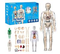 Mlthcig Clear Human Body Structure Model, Clear Humans Bodys Structure Model, 29 Piece Transparent 3D Humanbody Torsomodels, Removable Organs Bones Assembly Models for Anatomy's(Set-A)