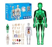 Mlthcig Clear Human Body Structure Model, Clear Humans Bodys Structure Model, 29 Piece Transparent 3D Humanbody Torsomodels, Removable Organs Bones Assembly Models for Anatomy's(Set-C)