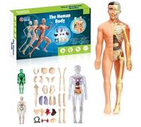 Mlthcig Clear Human Body Structure Model, Clear Humans Bodys Structure Model, 29 Piece Transparent 3D Humanbody Torsomodels, Removable Organs Bones Assembly Models for Anatomy's(Set-B)