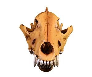 MLWSKERTY Modèle De Crâne Loup en Résine Sculpture Réaliste Tête d'animal Répliques Squelette pour Salle ide Pédagogique Ornement Maison Éducatif Modèle D'anatomie Animale