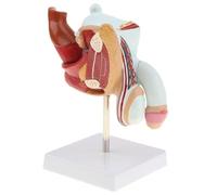 MNUPL 1pc Reproduction Masculine médicale Malade Anatomique pénis Humain Organes reproducteurs modèle d'anatomie modèles de pathologie du système urinaire