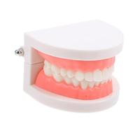 Mobestech Modèle Éducatif de Dents D'garçon et Filles Anatomiquement Correct pour Apprentissage en Maternelle, Modèle Oral Solide et Interactif pour Démonstration du Brossage et Hygiène
