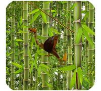 Mobile carillon dragon en bambou de noix de coco et bois fait main
