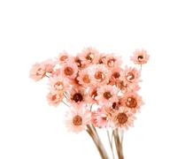MOBUTOFU Bouquet de 30 Fleurs Séchées Marguerites Naturelles Soi-même, Design Délicat et Solide, pour Décoration de Maison et Rebord de Fenêtre