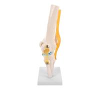 MOBUTOFU Modèle de Simulation de L’articulation du Genou en PVC | Structure Amovible à Couches, Ligaments Mobiles et Repères Anatomiques Clairs, pour Cours de Rééducation