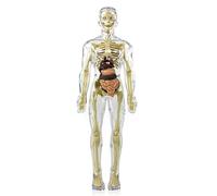 Mocturnity Modèle de torse de corps humain 3D, modèle d'anatomie, squelette, modèle de corps humain, pièces amovibles, jouet squelette bricolage