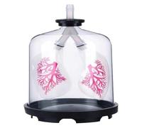 Mode du système respiratoire Modèle de système respiratoire des poumons d'organes humains Modèle de respiration pulmonaire
