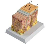 Modèle 3D agrandi de la Structure des Tissus cutanés Modèle Anatomique agrandi 35X de la Structure des Couches Cheveux et marquage cutané médical for la biologie Chirurgie esthétique Mini-invasive