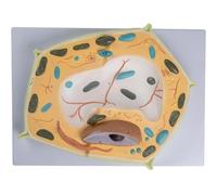 Modèle 3D de cellule végétale, modèle du corps humain, modèle pédagogique anatomique, modèle expérimental for les passionnés de biologie, modèle d'anatomie cellulaire, modèle de cellules végétales