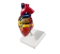 Modèle 3D de cœur et de vaisseaux, Natural big heart 34 | Modèle de cœur en PVC, référence sur la structure physique du cœur et des vaisseaux, séances de formation