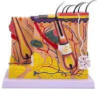 Modèle 3D de la structure de la peau avec poils, agrandissement 70x, modèle anatomique détachable, for l'étude en classe de sciences