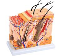 Modèle 3D de peau humaine avec grossissement 50x : modèle d’anatomie du tissu adipeux cutané pour étudiants et enseignants A