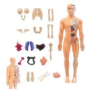Modèle 3D de structure du corps humain - Puzzle interactif pour l'enseignement de la biologie, réplique réaliste du système d'organes, outil éducatif pratique STEM, figurine d'affichage robuste | Écol